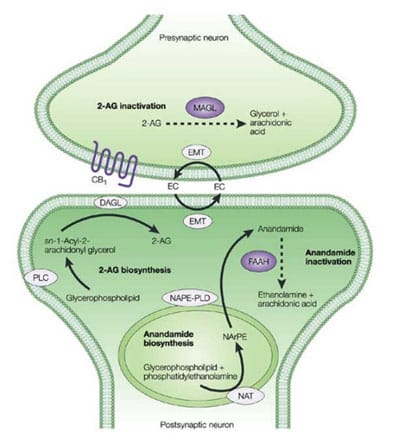 Naturally occurring testosterone or a supplement